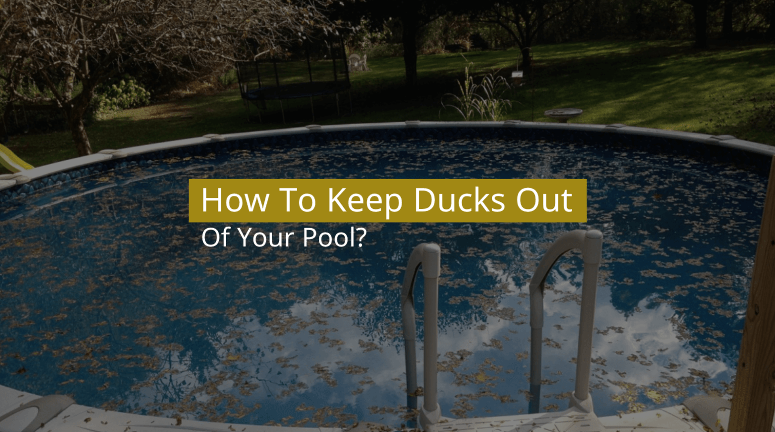 keep ducks out of pool