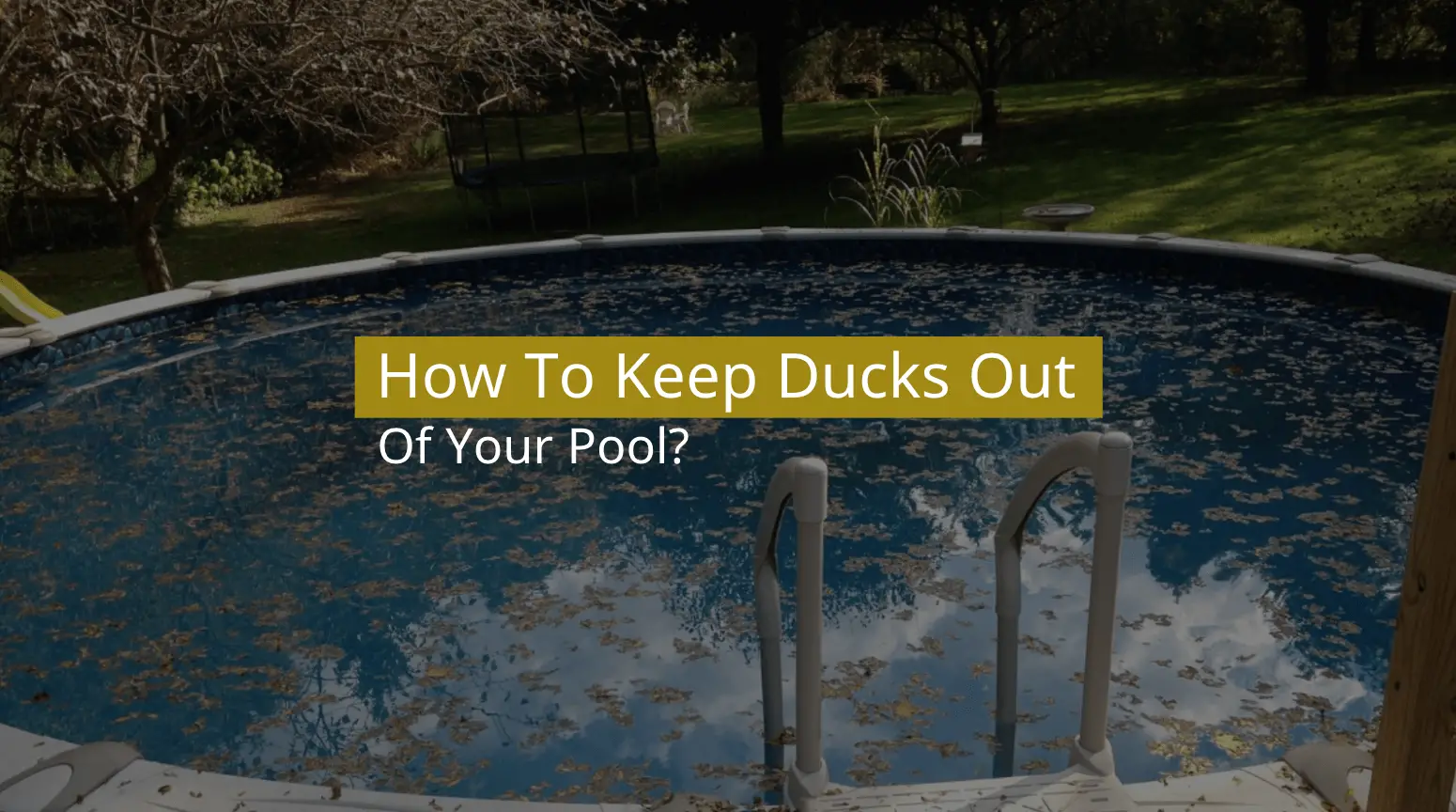 How To Keep Ducks Out Of Your Pool? (10 Easy Ways)