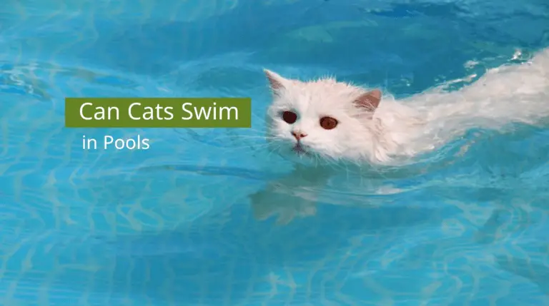 Can Cats Swim in Pools?
