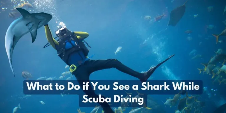 What to Do if You See a Shark While Scuba Diving