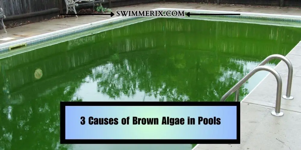 3 Causes of Brown Algae in Pools