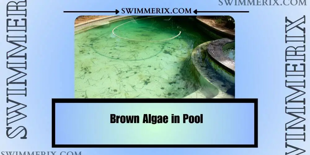 Brown Algae in Pool