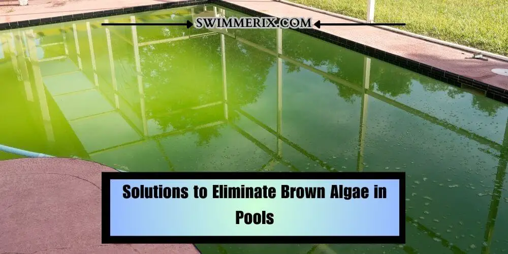 Solutions to Eliminate Brown Algae in Pools