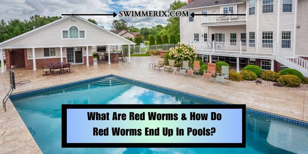 What Are Red Worms & How Do Red Worms End Up In Pools?